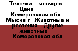 Телочка 6 месяцев › Цена ­ 25 000 - Кемеровская обл., Мыски г. Животные и растения » Другие животные   . Кемеровская обл.